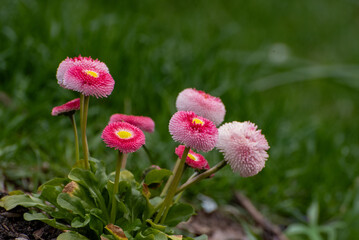 Pink English daisy flowers (Bellis perennis) blooming in a green meadow during spring. Close-up floral photography with selective focus, soft natural background and delicate pink blossoms growing in g © Alina