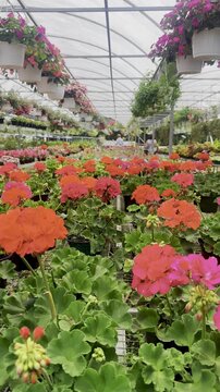 pink geraniums, red geraniums, greenhouse flowers, potted plants, hanging baskets, flower rows, green leaves, indoor garden, plant nursery, bright flowers, colorful blooms, geranium plants, greenhouse
