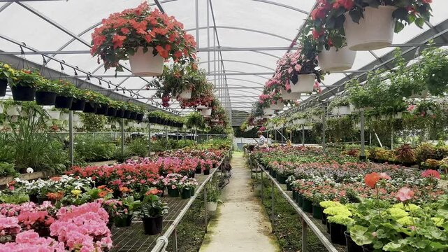 A bright greenhouse garden filled with rows of colorful potted flowers, including pink, red, yellow, and white blooms. Hanging baskets line the ceiling above a central walkway, creating a fresh, vibra
