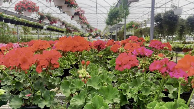 Bright pink and red geranium flowers grow in rows inside a greenhouse garden with rounded green leaves and hanging flower baskets above. The setting has soft natural light, colorful blooms, potted pla