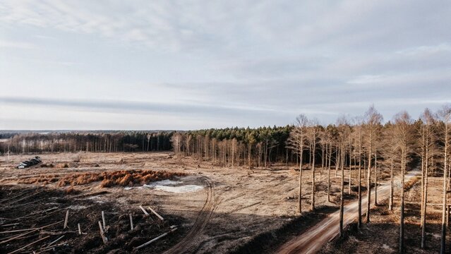 Aerial view of cut down trees deforestation area, cleared forest area.
