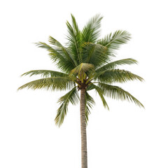 Fototapeta premium A Tall Coconut Palm Tree With Lush Green Fronds.