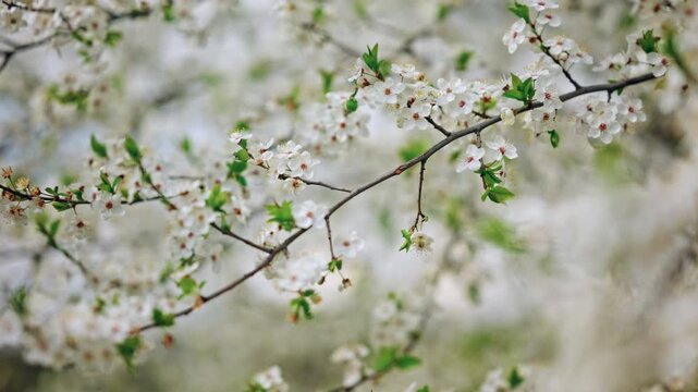 Close up of white spring blossoms on thin branches, captured with shallow depth of field