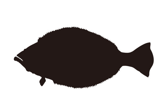 Olive Flounder Silhouette Illustration Marine Fish Isolated