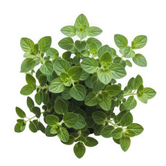Fototapeta premium Fresh green oregano herb plant with vibrant leaves.