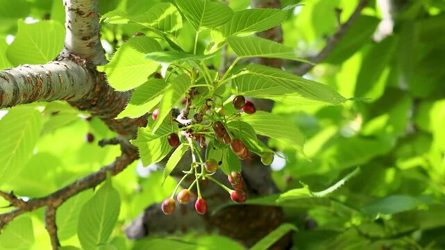 種子を付けた桜の木