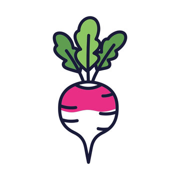 Minimalist radish vector icon, fresh pink and white turnip root vegetable, organic garden beet illustration