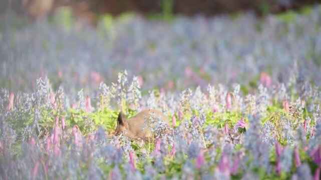 エゾエンゴサクとカタクリの花とエゾリス