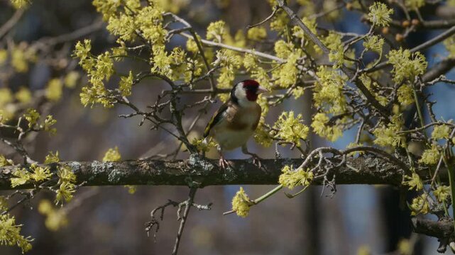 European Goldfinch in Blooming Cornus mas Spring Blossom, Slow Motion Wildlife Video, Biodiversity