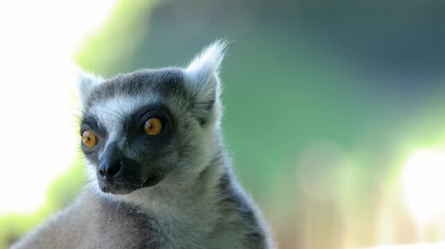 Close-up Portrait of a Ring-Tailed Lemur Looking Around in a Wildlife Park