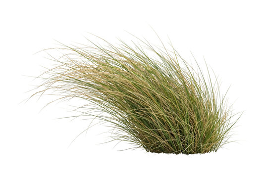 Clump of ornamental wild grass tuft