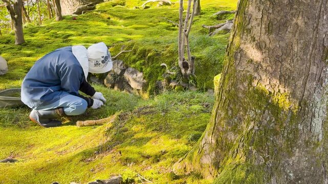Japanese Gardener in Blue Uniform Cleaning Moss in Kenrokuen Garden Kanazawa