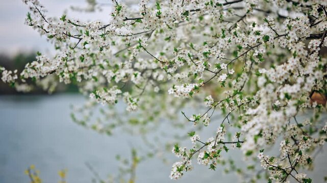 Close up cinematic shot of white cherry blossoms blooming on thin tree branches near a calm lake