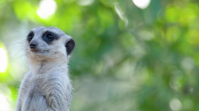 Alert Meerkat Standing Upright and Looking Around in Natural Sunlight