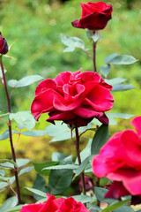 Obraz premium 東京散歩 旧古河庭園の薔薇
