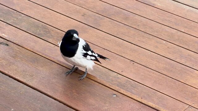 Australian Pied Butcherbird Standing on Timber Decking and Flying Away