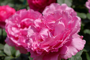 Fototapeta premium 東京散歩 旧古河庭園の薔薇