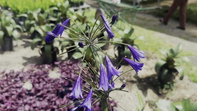 Purple bell shaped flowers bloom on tall green stems above a softly blurred garden setting. Potted plants, purple foliage, leafy greenery, and warm sunlight create a colorful botanical view with delic