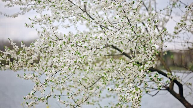 Close up cinematic shot of white cherry blossoms blooming on thin tree branches near a calm lake