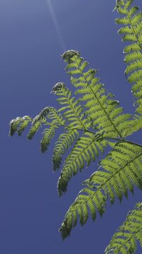green fern, fern fronds, blue sky, sunlit leaves, tropical fern, clear sky, leafy fronds, botanical detail, fresh greenery, fern leaves, natural background, bright sunlight, plant texture, green folia