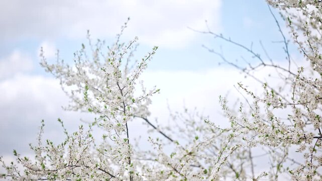 Close up cinematic shot of white cherry blossoms blooming on thin tree branches near a calm lake