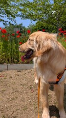 Obraz premium Flowers and Golden Retrievers