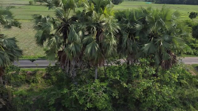 Aerial drone shot of palmyra palm trees standing next to a rural Indian road. Lush green agricultural landscape and palm trees bordering an asphalt rural Indian road.