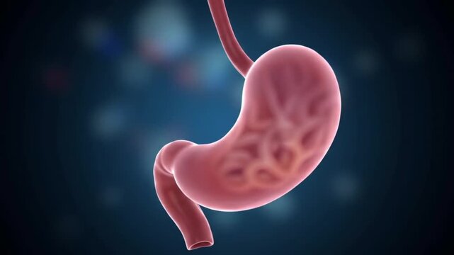 Professional medical visualization of anatomically accurate stomach rotating slowly against dark blurred background realistic soft tissue textures smooth cinematic movement scientific educational styl