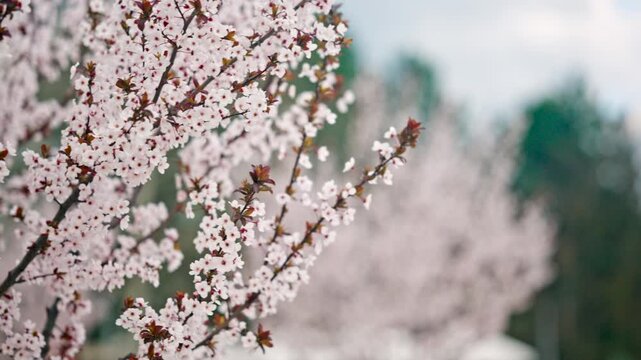 Close up shot of flowering branches covered in white blossoms, layered across the frame with strong depth of field separation