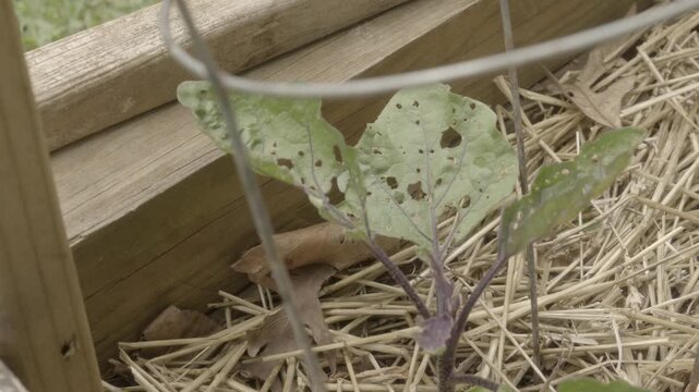 Caged eggplant in raised bed planter with straw hay mulch for weed control plant has holes in leaves from flea beetle pest insects chew eat and damage leaves
