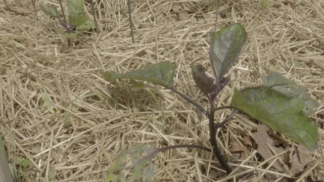 Eggplant transplant into raised bed with straw hay mulch for weed control leaves have been damaged by slugs and flea beetles in backyard suburban home garden for food security and preparedness