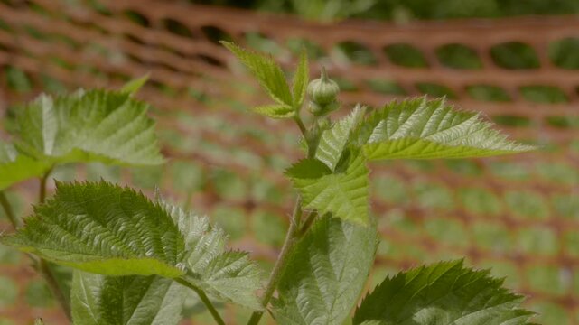 Thornless blackberry buds growing out of secondary canes shoots on roadside in Appalachia mountain highlands in rural mid Atlantic America, food for birds and wildlife like deer population