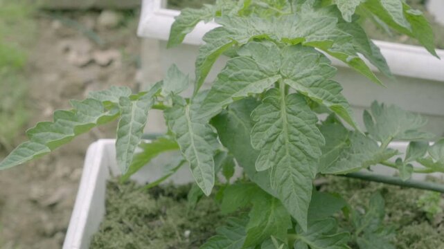 Early determinate bush patio type tomato plant, a heirloom cultivar grown in a pot or planter for home gardening and food security of produce fruits and vegetables for self reliance and preparedness