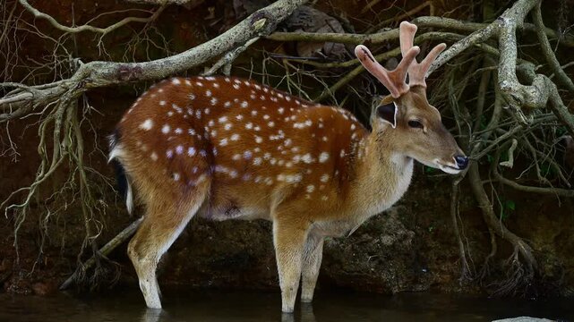 A spotted Deer (or Chital) standing in shallow river. The Spotted deer is variously known as chital. It is a common inhabitant of wooded forest of India.