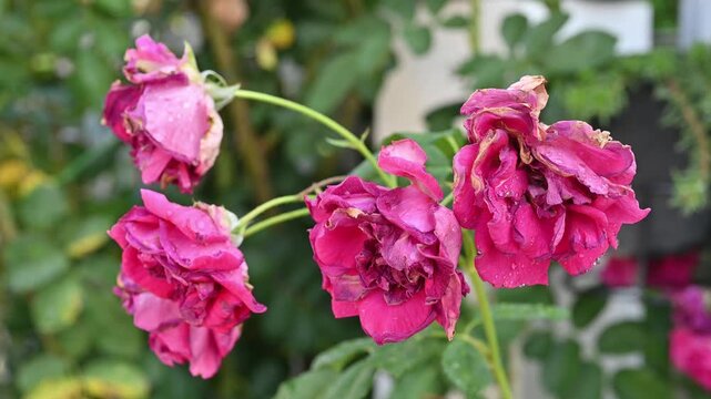 Red roses flower having sunburn damaged. Rose flowers get sunburned due to being exposed to too much sunlight which makes them vulnerable to fire.