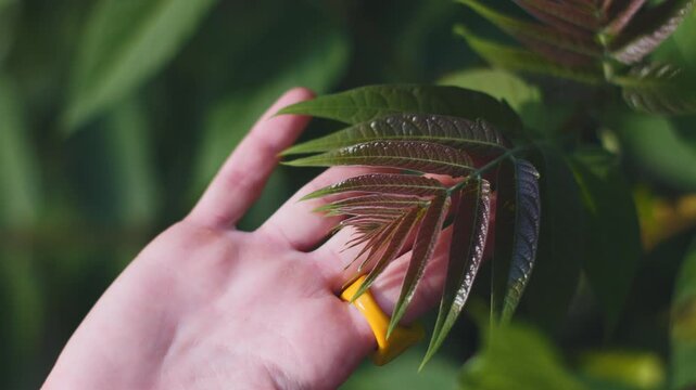 A woman's hand touches a green tree branch. The woman enjoys being at one with nature. A close-up of her hand with a ring and bracelets. Summer mood. A sense of freedom.
