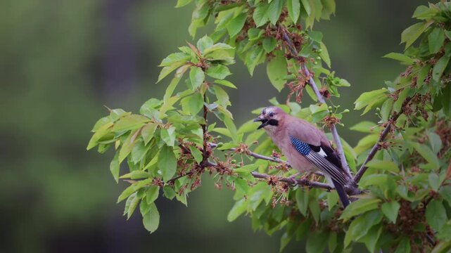 Eurasian Jay Preening and Taking Flight from Wild Cherry Branch, Slow Motion Wildlife Video, Rewilding