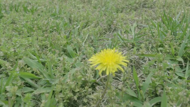 colony of ants working under the canopy of a lone dandelion blossom bright yellow calcium fixer in a sea of green nitrogen and iron hungry native ground cover plants such as clover