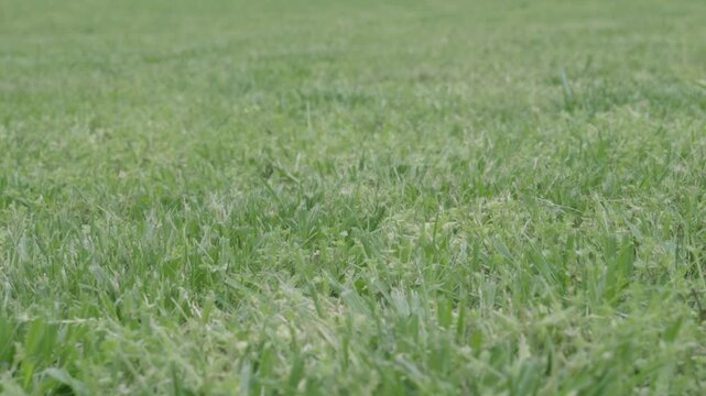Not grass turf  playing field of hybrid green ground cover plants like clover nettle, celandine on a backyard suburban lawn replacing traditional grass lawn