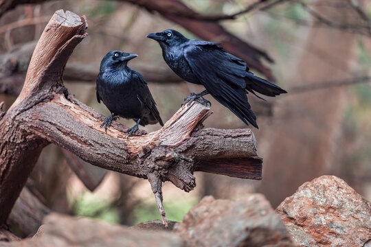Two Australian Crows Perched on Tree Branch