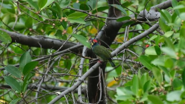 Coppersmith barbet bird perched on deciduous fig then jumps and carrying a fig fruit on beak against a tree branch.