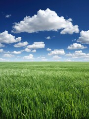 Obraz premium Vast Green Meadow Under a Bright Blue Sky with Fluffy White Clouds, Peaceful Landscape