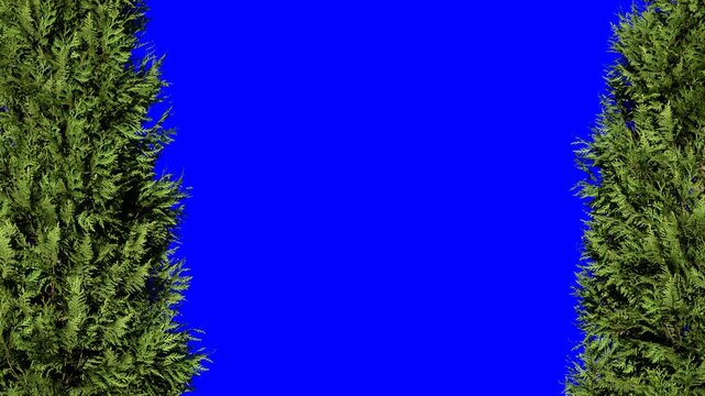 Pine Trees on Vibrant Blue Screen Background for Green Screen Animation