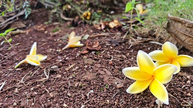 Yellow frangipani flowers that have fallen on the grassy ground, flower background template.
