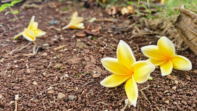 Yellow frangipani flowers that have fallen on the grassy ground, flower background template.

