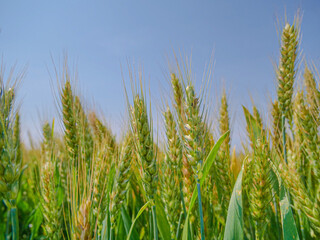 Obraz premium Green Wheat Field Ready for Golden Harvest - Agricultural Crop Farming Under Blue Sky