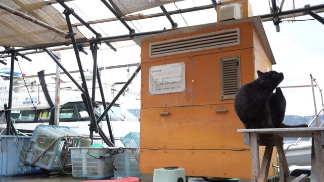 日向東港の黒猫 （福井県三方郡美浜町, 2026年2月）