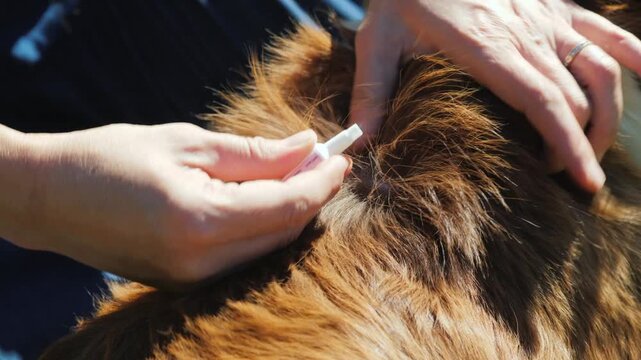 Close up hands apply topical flea and tick medication to dog's back, slow motion dynamic animal healthcare footage.