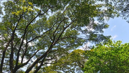 Fototapeta premium Green tree leaves and branches against a bright blue sky