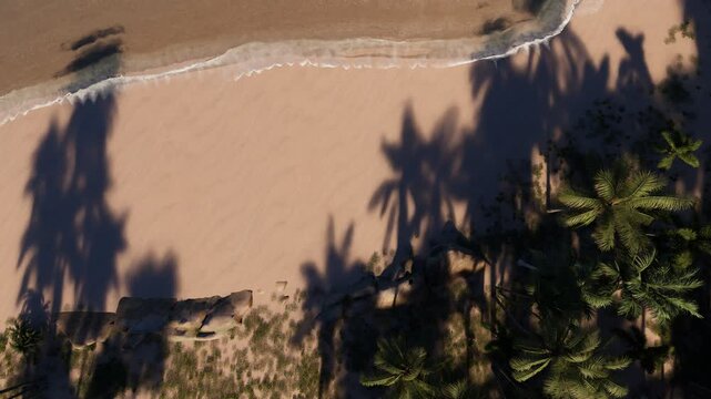 Aerial shot capturing palm trees casting long shadows over a sandy beach dotted with grass patches and rocks on a calm sunny day.